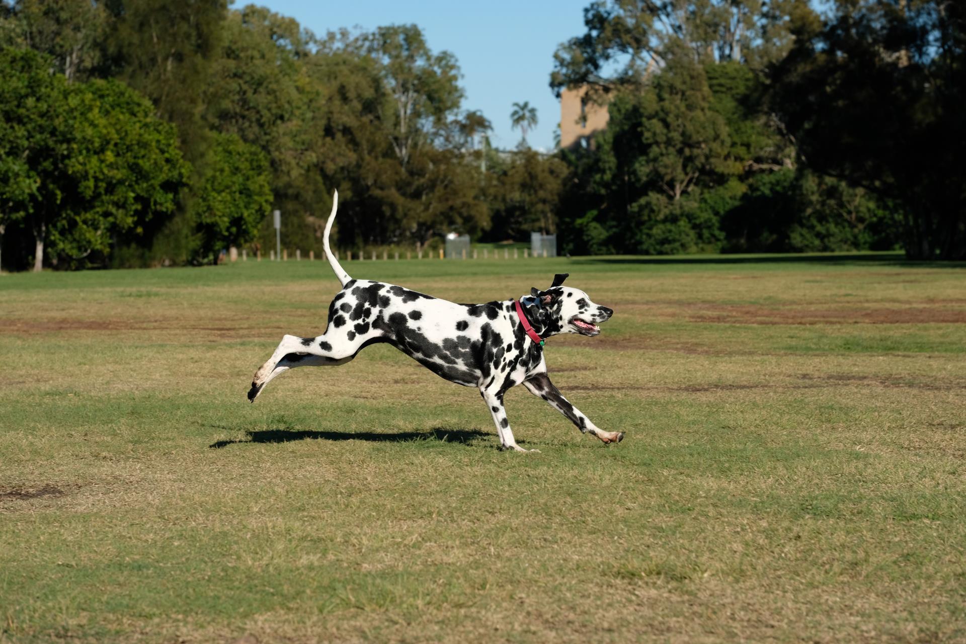 Temporary off-leash dog park endorsed for Marie Marland Reserve